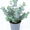 Baby Blue Eucalyptus Live Plant, 3-5 Inches Starter, Fragrant Foliage, 2.5 Inch Pot, Indoor/Outdoor - Image 1