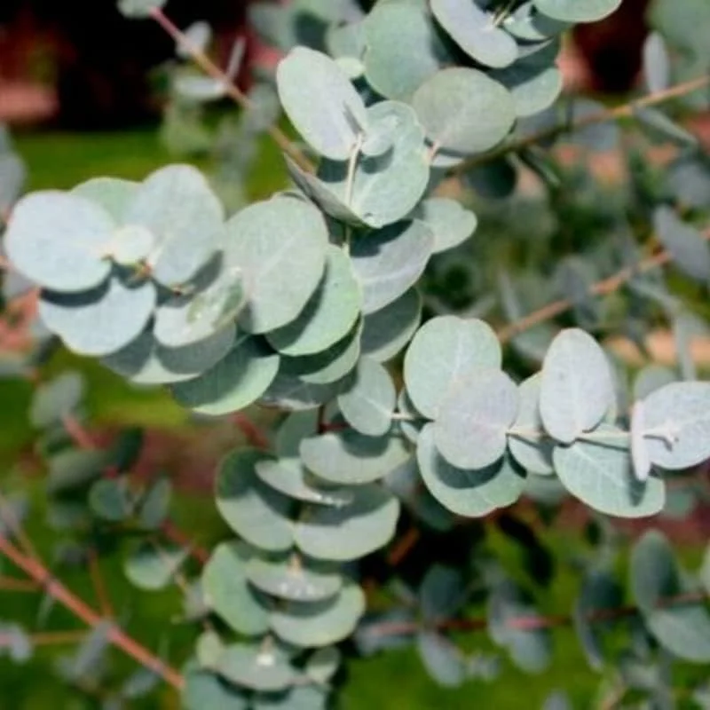 Baby Blue Eucalyptus Live Plant, 4-6 Inch Tall in 2.5" Pot, Indoor/Outdoor - Image 2