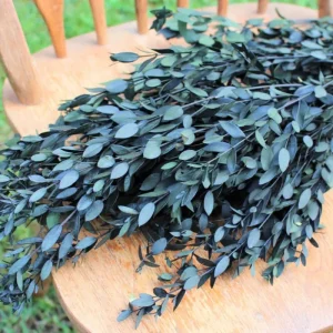 Baby Blue Eucalyptus Live Plant, 4-6 Inch Tall in 2.5