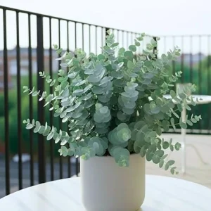 Baby Blue Eucalyptus Live Plant – 4-8 Inches Tall – Indoor/Outdoor Fragrant Foliage - Image 3