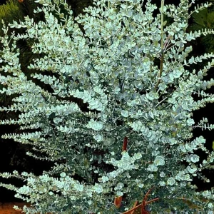 Baby Blue Eucalyptus Live Plant – 4 to 8 Inch Tall – Indoor/Outdoor Fragrant Foliage - Image 2