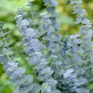 Baby Blue Eucalyptus Live Plant for Indoor & Outdoor, Fragrant 2.5'' Pot - Image 2
