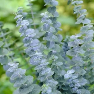 Baby Blue Eucalyptus Live Plant for Indoor & Outdoor, Fragrant 2.5'' Pot - Image 3