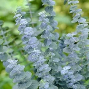 Baby Blue Eucalyptus Live Plant for Indoor & Outdoor, Fragrant 2.5'' Pot - Image 7