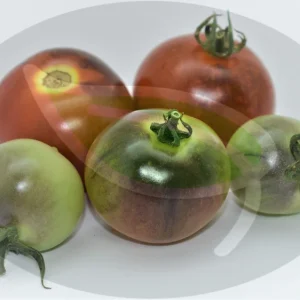 Baby Blues Tomato Seeds - Non-GMO Heirloom 30+ Seeds - Indeterminate Vine - Image 2