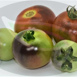 Baby Blues Tomato Seeds - Non-GMO Heirloom 30+ Seeds - Indeterminate Vine - Image 3