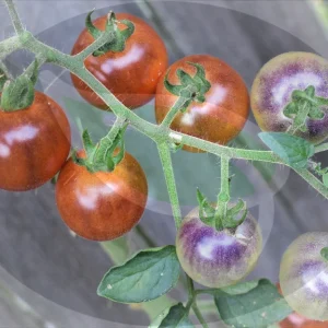 Baby Blues Tomato Seeds - Non-GMO Heirloom 30+ Seeds - Indeterminate Vine - Image 4