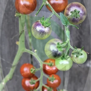 Baby Blues Tomato Seeds - Non-GMO Heirloom 30+ Seeds - Indeterminate Vine - Image 5
