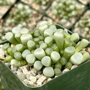 Baby Toe Succulent Live Plant – Fenestraria Rhopalophylla – 2 inch pot – Indoor - Image 2