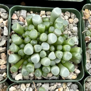 Baby Toe Succulent Live Plant – Fenestraria Rhopalophylla – 2 inch pot – Indoor - Image 3