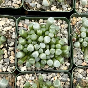 Baby Toe Succulent Live Plant – Fenestraria Rhopalophylla – 2 inch pot – Indoor - Image 4
