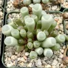 Baby Toe Succulent Live Plant – Fenestraria Rhopalophylla – 2 inch pot – Indoor - Image 1