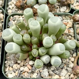 Baby Toe Succulent Live Plant – Fenestraria Rhopalophylla – 2 inch pot – Indoor - Image 1