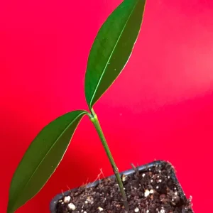 Bacuri (Garcinia Acuminata) Tropical Fruit Tree Starter Plant, 3-6'' Tall, Live - Image 5