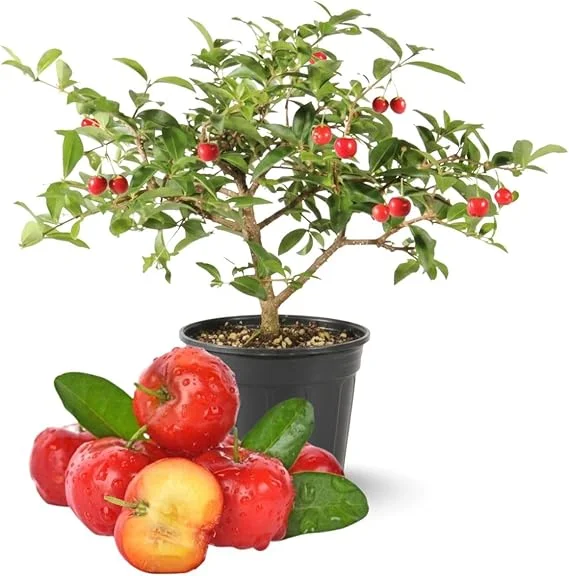 Barbados Cherry Tree Live Plant, 12-18 inch Tall, Edible Cherry for Outdoor Growing - Image 2