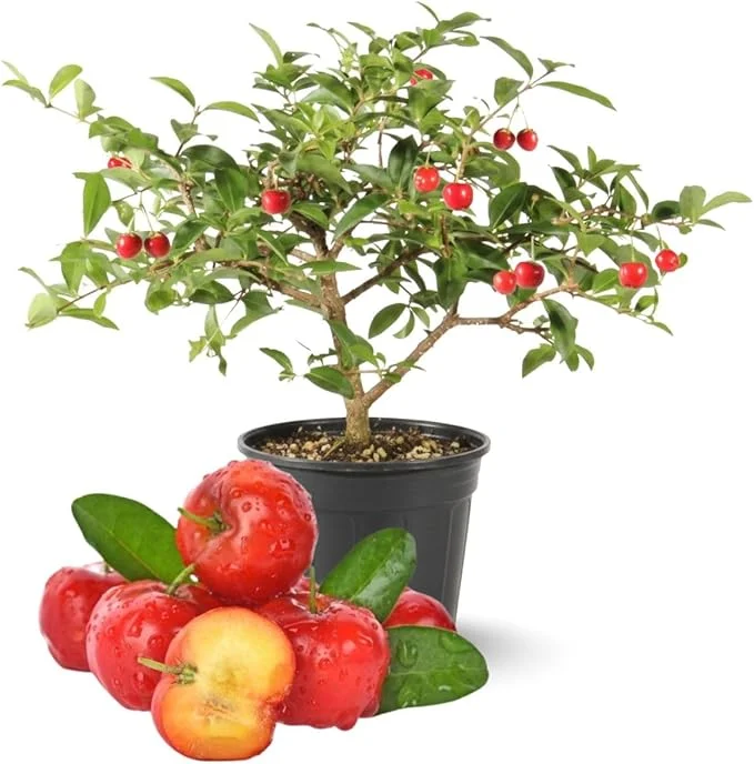 Barbados Cherry Tree Live Plant, 12-18 inch Tall, Edible Cherry for Outdoor Growing - Image 5