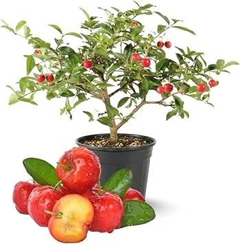 Barbados Cherry Tree Live Plant, 12-18 inch Tall, Edible Cherry for Outdoor Growing - Image 6