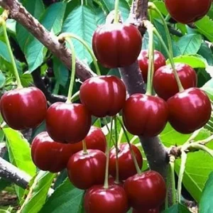 Barbados Cherry Tree Live Plant - 12 inch, High Yielding, Cold Hardy, Outdoor - Image 7
