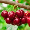 Barbados Cherry Tree Live Plant - 4-8" Edible Fruit, Fast-Growing - Image 1