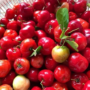 Barbados Cherry Tree Live Plant – Fast-Growing Sweet Fruit – 4-8