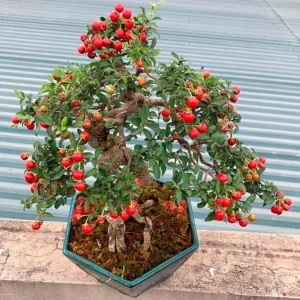 Barbados Cherry Tree Live Plant Set - 4 Sweet Cherry Trees, 6 Months Old, 4-6