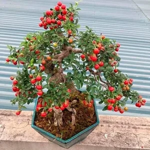 Barbados Cherry Tree Live Plant Set - 4 Sweet Cherry Trees, 6 Months Old, 4-6