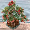 Barbados Cherry Tree Live Plant Set - 4 Sweet Cherry Trees, 6 Months Old, 4-6" Tall, Outdoor - Image 1