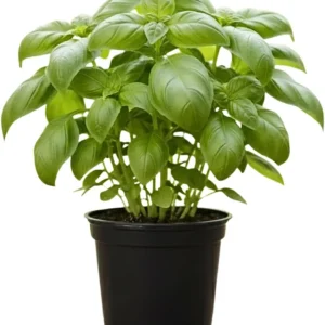 Basil Live Plant – 4” Potted Large Leaf Herb for Indoor & Outdoor Gardens - Image 1