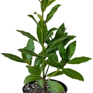 Bay Laurel Live Plant, 8-10 Inches Tall, 4 Inch Pot, Laurus Nobilis Herb - Image 1