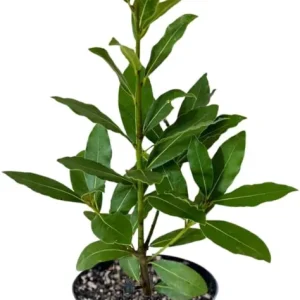 Bay Laurel Live Plant, 8-10 Inches Tall, 4 Inch Pot, Laurus Nobilis Herb - Image 4
