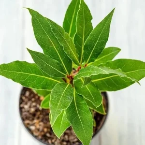 Bay Laurel Live Plant – Laurus Nobilis – 8-10 inch – Fragrant – Indoor/Outdoor - Image 4