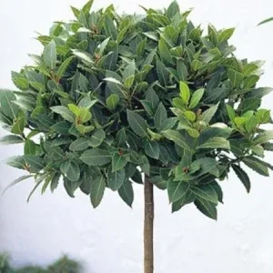 Bay Laurel Tree Live Plant, Laurus Nobilis Herb, 6-9 Inches Tall, Sweet Bay - Image 5