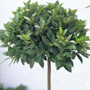 Bay Laurel Tree Live Plant, Laurus Nobilis Herb, 6-9 Inches Tall, Sweet Bay - Image 1
