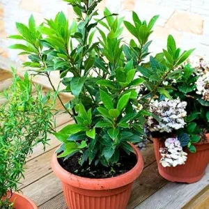 Bay Laurel Tree Live Plant, Sweet Bay Laurus Nobilis, 8-10