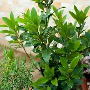 Bay Leaf Live Plant, 5-8 Inch Tall, 4 Inch Pot - Indoor & Outdoor Bay Tree - Image 3