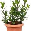 Bay Leaf Live Plant 8-12" Tall - Sweet Bay Laurel, Laurus Nobilis, 4" Pot, Indoor/Outdoor Herb Tree - Image 1