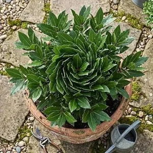 Bay Leaf Live Plant - Laurus Nobilis Bay Laurel Tree, 5-8