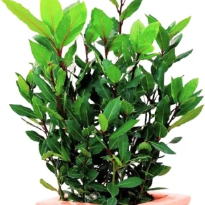Bay Leaf Live Plant - Laurus Nobilis Herb Tree 4-8 Inch Tall for Outdoor Planting - Image 8