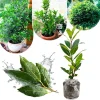 Bay Leaf Live Plant, Laurus Nobilis Herb Tree, 4-8" Tall, Fragrant Outdoor - Image 1