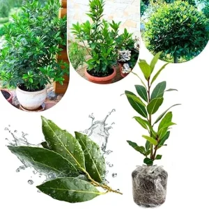 Bay Leaf Live Plant, Laurus Nobilis Herb Tree, 4-8