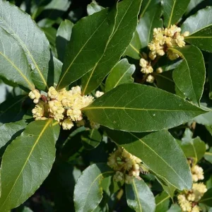 Bay Leaf Live Plant, Laurus Nobilis Sweet Bay Laurel, 5-9