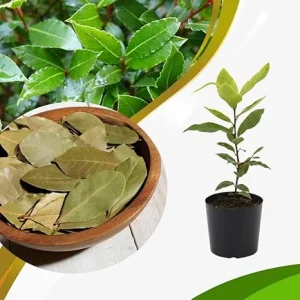 Bay Leaf Live Tree Plant - Laurus Nobilis Sweet Bay Laurel, 7-10 Inch Tall in 4 Inch Pot - Image 7