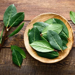 Bay Leaf Tree Live Plant - 4-8 Inch Laurus Nobilis Sweet Bay Laurel - Image 3