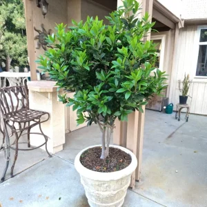 Bay Leaf Tree Live Plant - 4-8 Inch Laurus Nobilis Sweet Bay Laurel - Image 5