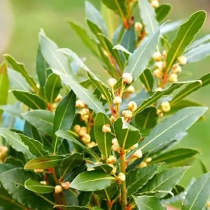 Bay Leaf Tree Live Plant 5-7 Inches - Laurus Nobilis for Indoor & Outdoor - Image 3