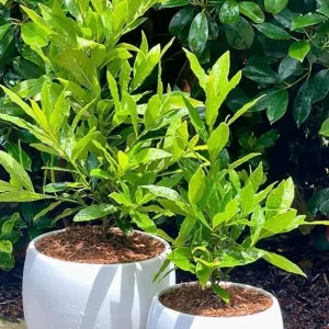 Bay Leaf Tree Live Plant - 5-8