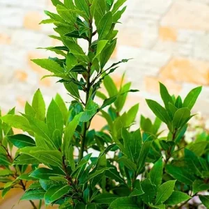 Bay Leaf Tree Live Plant 8-10 Inches - Laurus Nobilis Culinary Herb Outdoor - Image 3