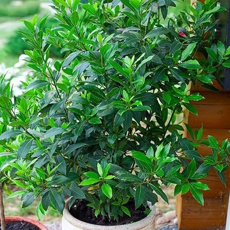 Bay Leaf Tree Live Plant - Laurus Nobilis, 6-10" Tall in 4" Pot, Indoor/Outdoor - Image 2