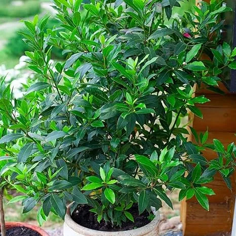 Bay Leaf Tree Live Plant - Laurus Nobilis, 6-10" Tall in 4" Pot, Indoor/Outdoor - Image 5