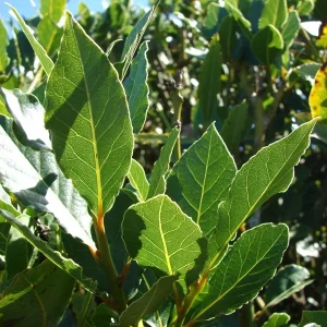 Bay Leaf Tree Live Plant - Laurus Nobilis Sweet Bay Laurel - 6 inch Seedling - Image 1